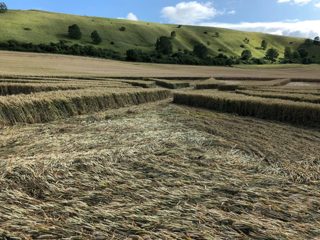 ground of Westbury White Horse from ccc