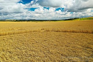ground of Chirton Bottom from ccc