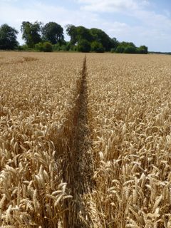 ground of Roundway Hill from ccc