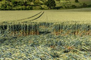 ground of Danebury Hill from ccc