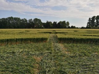 ground of Sutton Hall from ccc