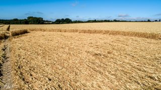 ground of Gurston Ashes from ccc