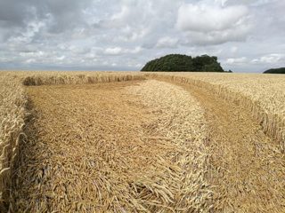 ground of Hackpen Hill from ccc