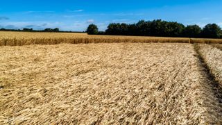 ground of Gurston Ashes from ccc