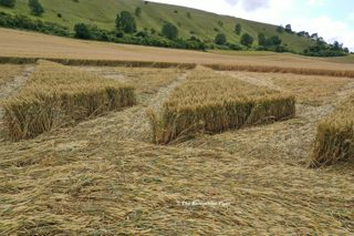 ground of Westbury White Horse from ccc