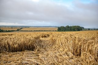 ground of Fonthill Bishop from ccc