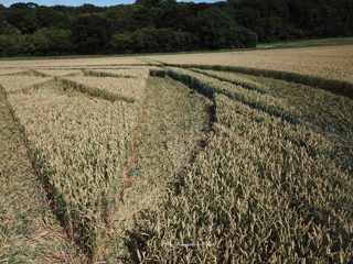 ground of Tichborne from ccc