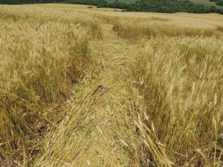 ground of Ipuaçu (2) from ccc