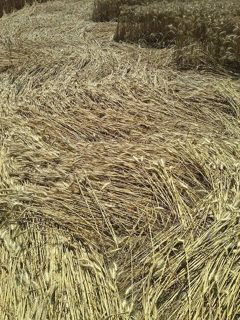 ground of Ravenna from ccc