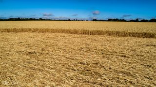 ground of Gurston Ashes from ccc