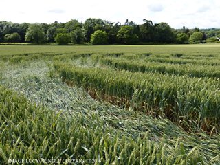 ground of Tichborne from ccc