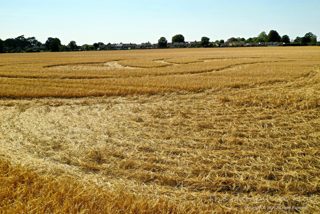 ground of Roundway Devizes from ccc