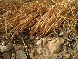 ground of Gurston Ashes from ccc