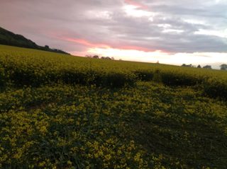 ground of Hambledon Hill from ccc