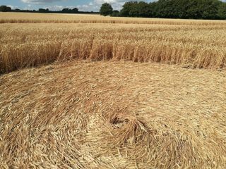 ground of Gurston Ashes from ccc
