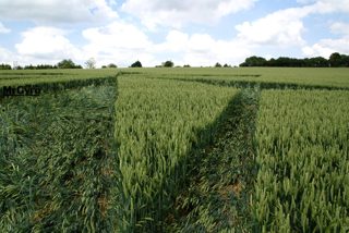 ground of Popham from ccc