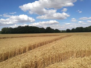 ground of Gurston Ashes from ccc