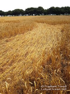 ground of Sutton Hall from ccc