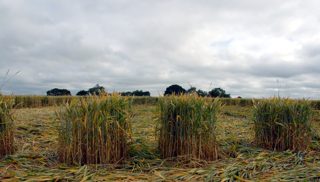 ground of Marlborough from ccc