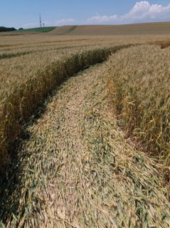 ground of Baggwilgraben from ccc