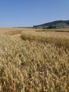 ground of Baggwilgraben from ccc