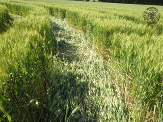 ground of Cellé from ccc