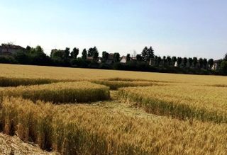 ground of Pontecurone from ccc