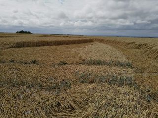 ground of Hackpen Hill from ccc