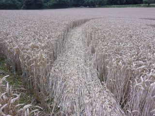 ground of Swarranton from ccc