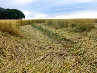 ground of Barbury Castle from ccc