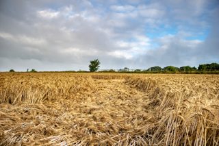 ground of Fonthill Bishop from ccc
