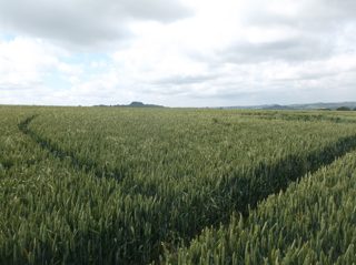 ground of Chilcomb Down from ccc