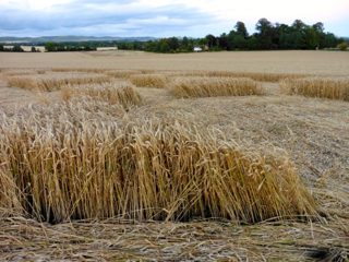 ground of Etchilhampton from ccc