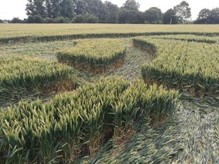 ground of Sutton Hall from ccc