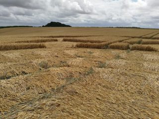 ground of Hackpen Hill from ccc