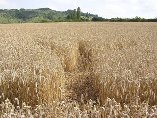 ground of Dornberg / Zierenberg