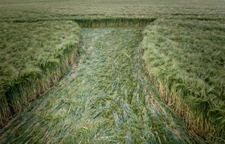 ground of Barbury Castle from ccc