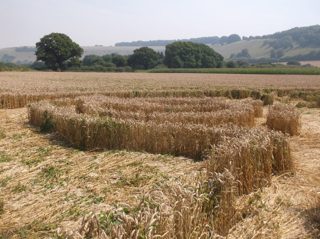 ground of Ansty from ccc