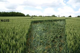 ground of Popham from ccc