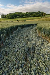 ground of Danebury Hill from ccc