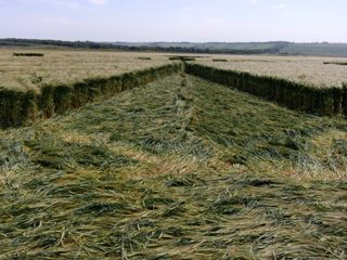 ground of Ackling Dyke from ccc