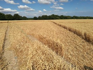ground of Gurston Ashes from ccc