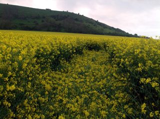 ground of Hambledon Hill from ccc