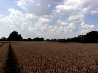 ground of Woodcote Lane from ccc