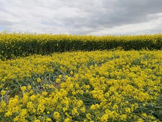 ground of Willoughby Hedge from ccc