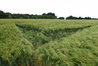 ground of Willoughboy Hedge from ccc