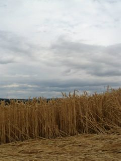 ground of Jihlava from ccc