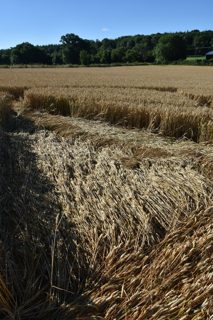 ground of Cley Hill from ccc
