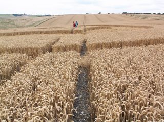 ground of Avebury from ccc