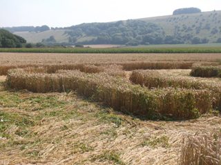 ground of Ansty from ccc